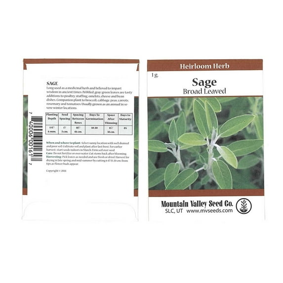 Sage Herb Seeds - Broad Leaved Variety - 1 Gram Packet - Heirloom Broad Leaf Sage Garden Seeds - Perennial Herb Gardening - Grey-Green Foliage