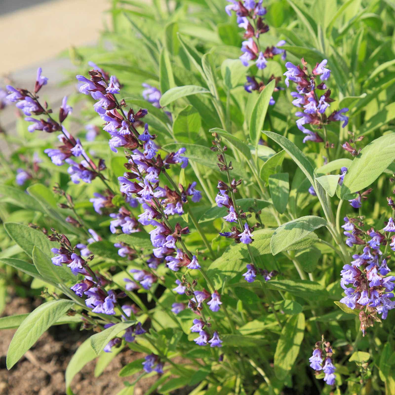 Sage Herb Seeds - Broad Leaved Variety - 1 Lb Seed Pouch - Heirloom Broad Leaf Sage Garden Seeds - Perennial Herb Gardening - Microgreen and Herbs