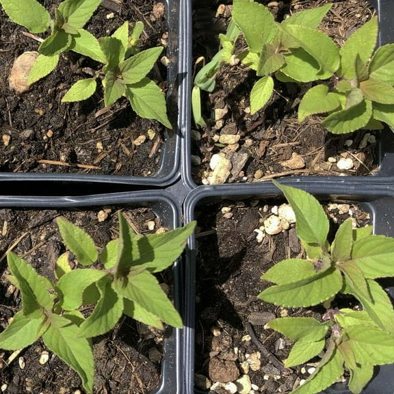 Sage, Pineapple Plant, (Salvia elegans) 2.5 inch pot