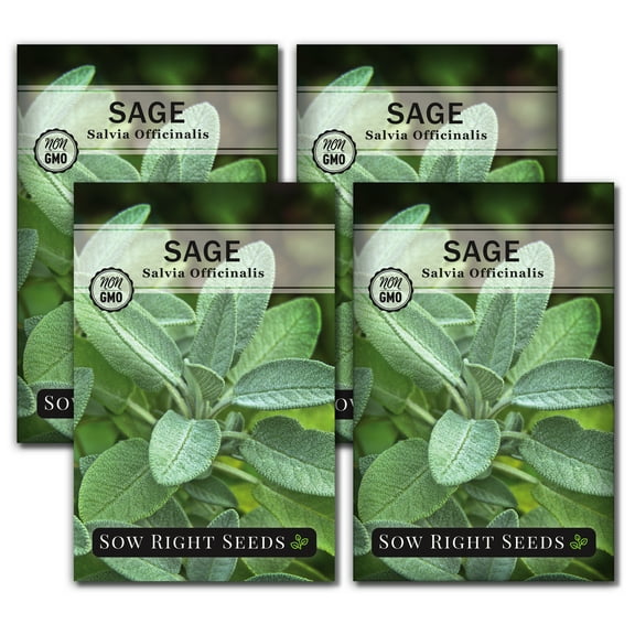 Sage Seeds for Planting - Non GMO Heirloom Varieties for your Indoor or Outdoor Herb Garden - 4 Pack