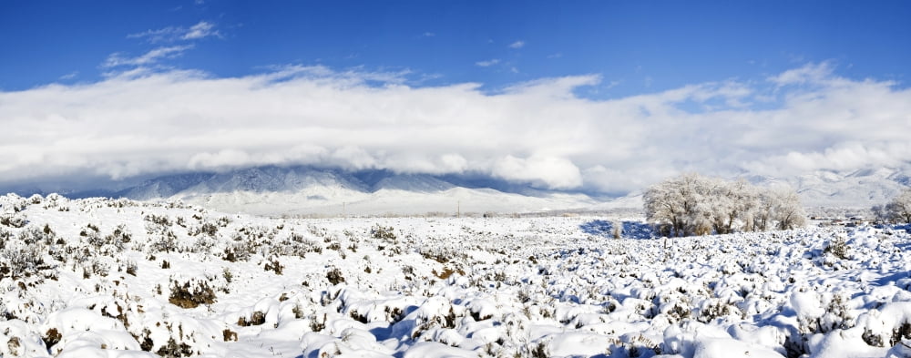 Sage covered with snow with Taos Mountain in the background Sangre De Cristo Range San Luis Valley Colorado USA Canvas Art - Panoramic Images (36 x 12)