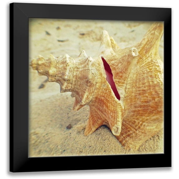 Saghini, Lisa Hill 20x20 Black Modern Framed Museum Art Print Titled - Conch