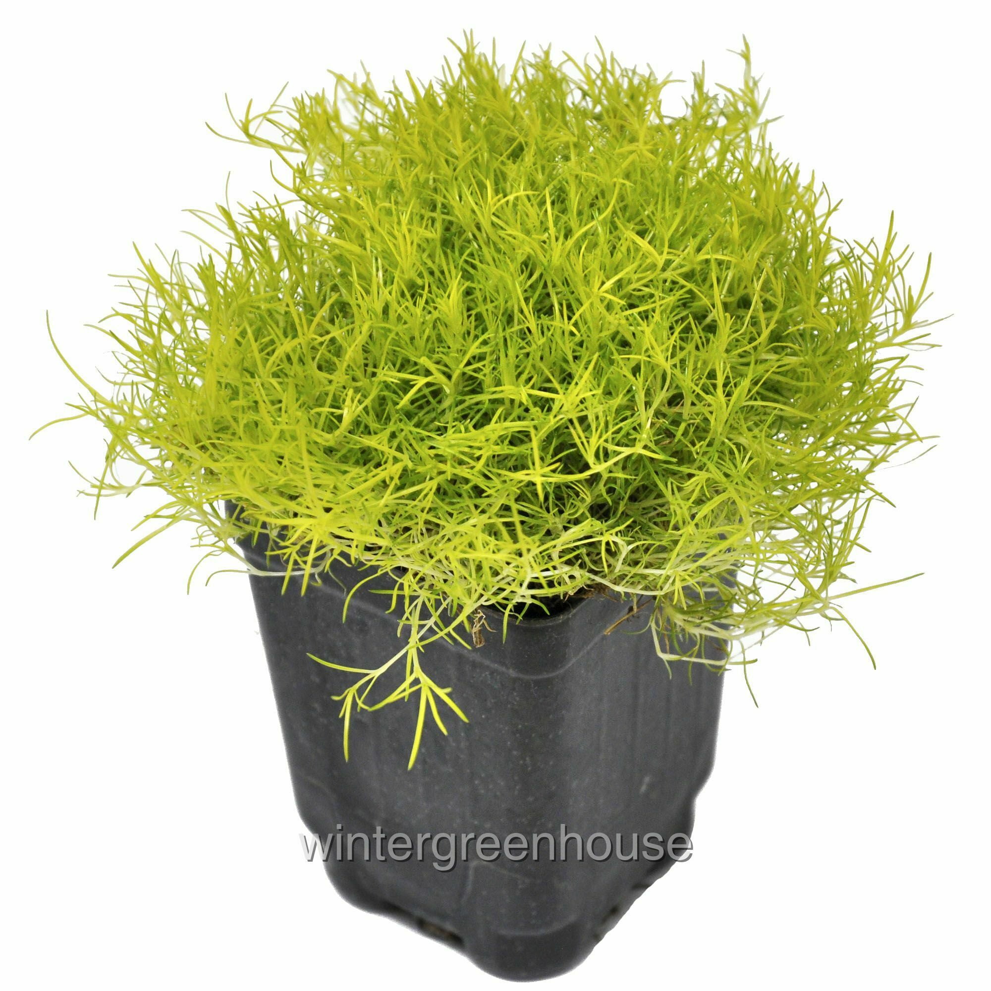 Golden Scotch Moss - Sagina Subulata Aurea - Hardy Groundcover or Indoors - 2.5 Pot