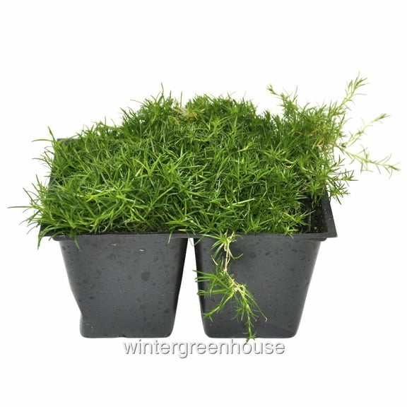 Sagina Subulata, Irish Moss Ground Cover - Pot Size: 4x 2.63x1.72x2.75" - Ground Cover Plants, Plant Collections