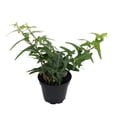 thumbnail image 1 of Sagittarius English Ivy -Hedera helix Sagittifolia - 2.5" Pot, 1 of 1