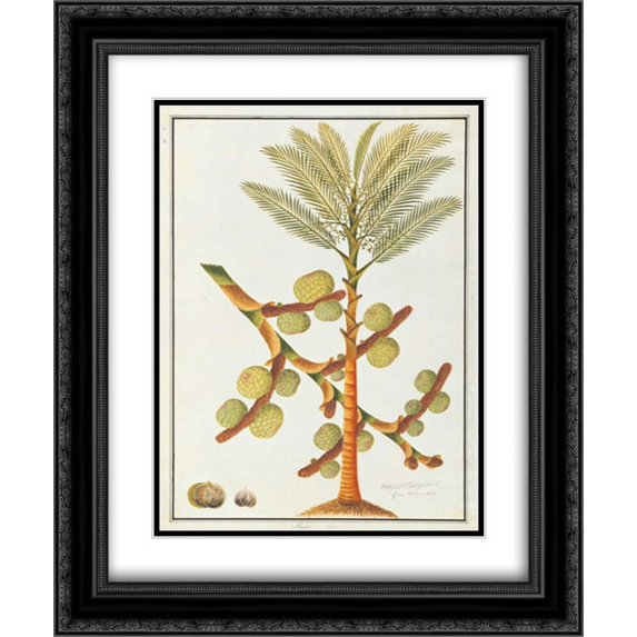 Sago Palm 2x Matted 20x24 Black Ornate Framed Art Print by Anonymous, 19th C