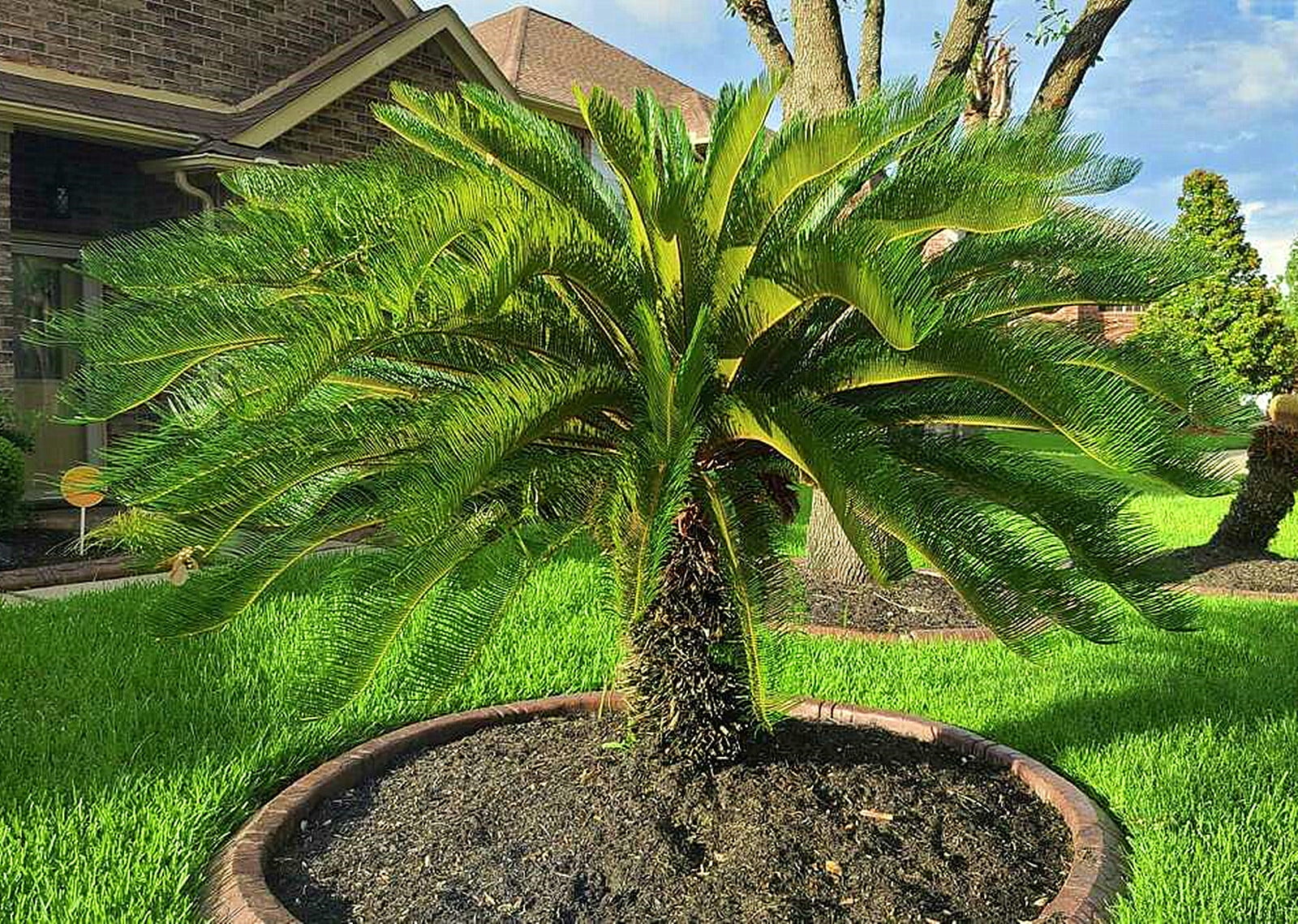 Sago Palm Bulb, Palm,Cycas Bulbs,Cycadaceae, Sago Palm,Outdoor, Indoor Plants,Bulbs,Potted