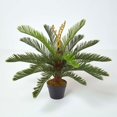 Sago Palm Bulb, Palm,Cycas Bulbs,Potted Plants,Cycadaceae, Outdoor ...