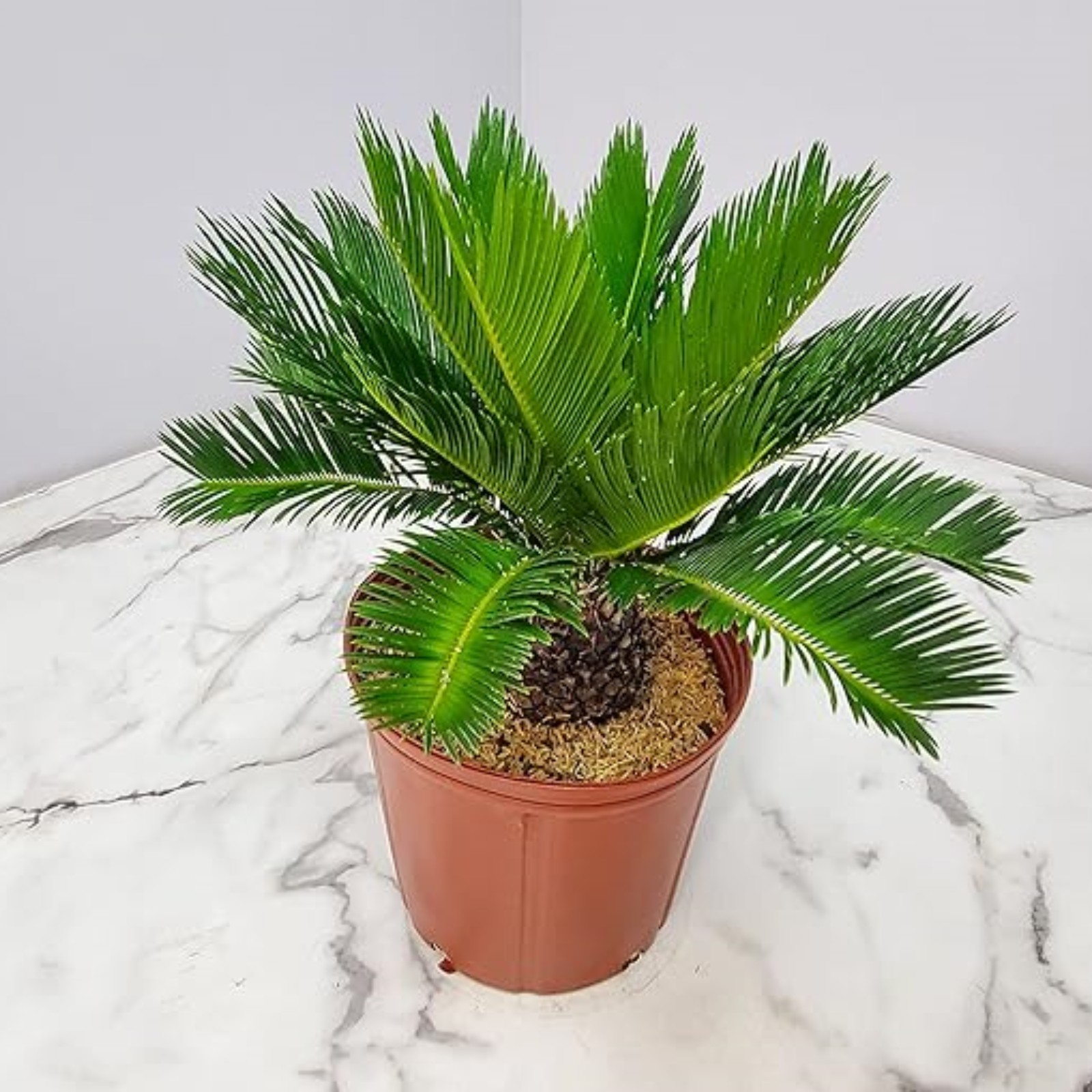 Sago Palm Bulbs,Cycas Revoluta Bulbs For Planting,Tenacious Vitality,Sago Palm Outdoor,Cycas