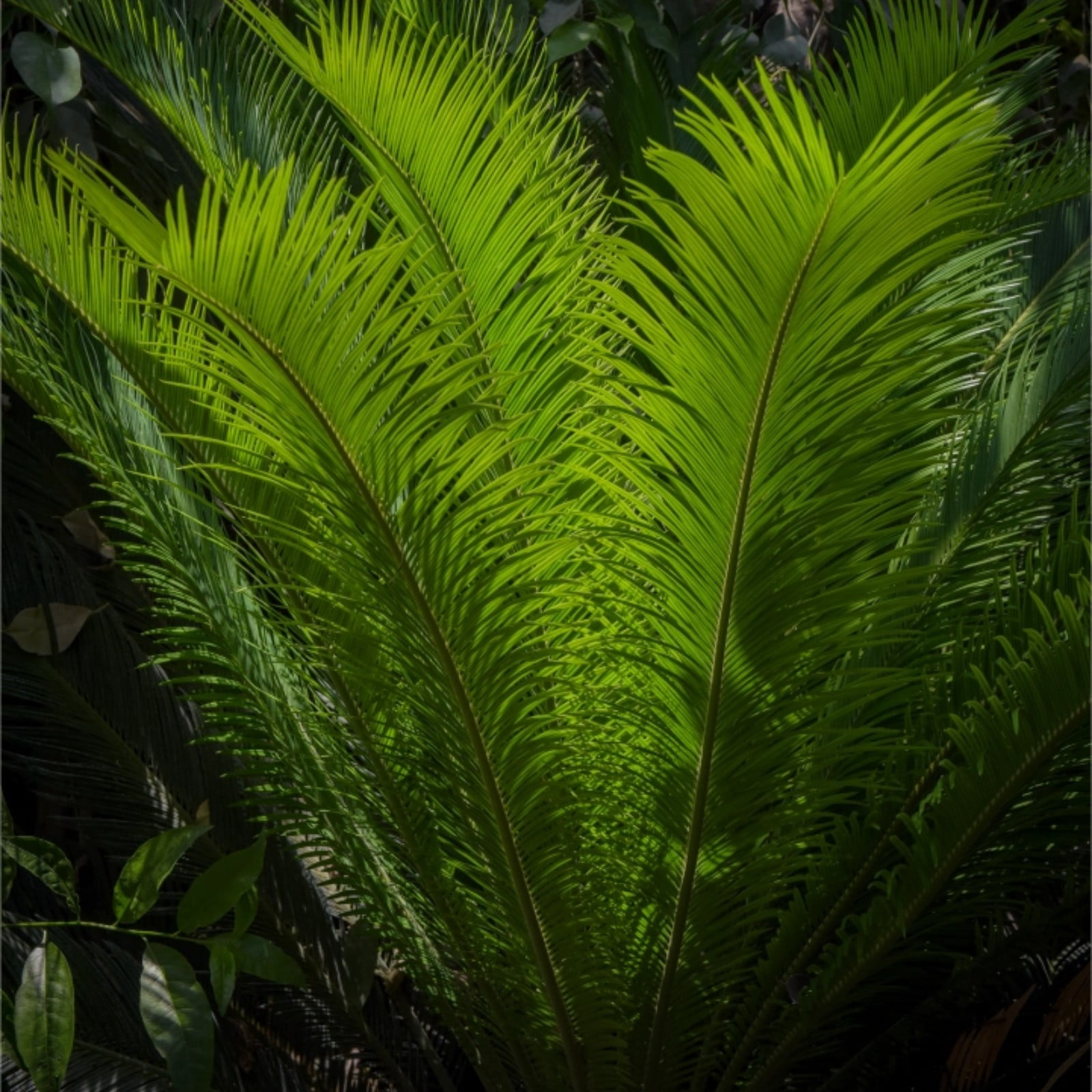 Sago Palm Bulbs,Cycas Revoluta Bulbs For Planting,Tenacious Vitality ...