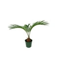 Sago Palm Live Plant in a 4 Inch Pot Cycas Revoluta Beautiful