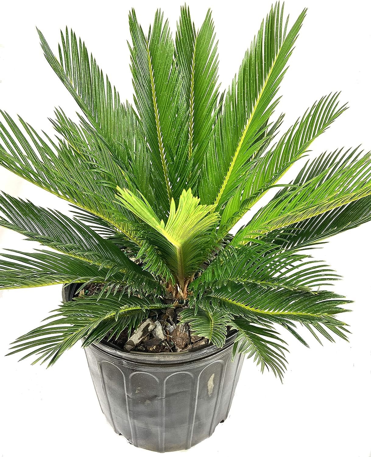 Sago Palm Live Plant in an 10 Inch Pot Cycas Revoluta Beautiful