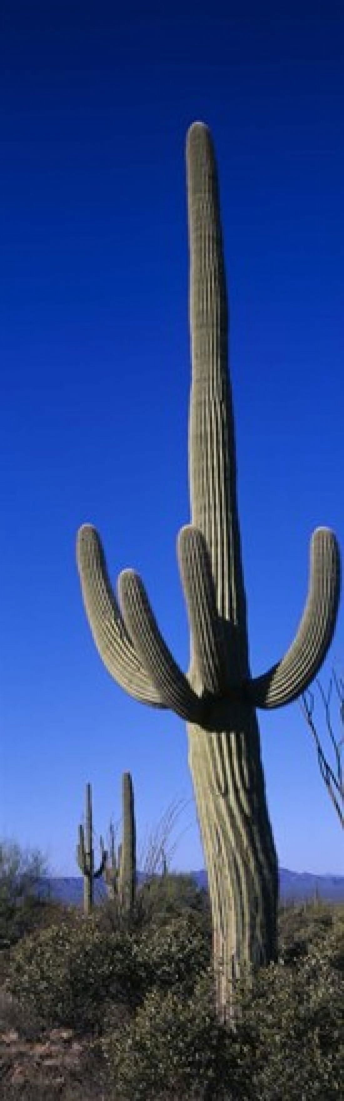 Saguaro Cactus AZ Canvas Art - Panoramic Images (18 x 6)
