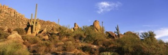 Saguaro Cactus Sonoran Desert Arizona United States Canvas Art - Panoramic Images (36 x 12)
