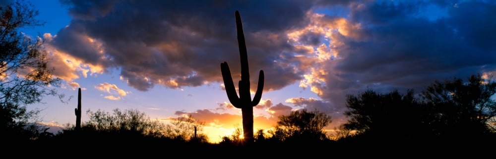 Saguaro Cactus Sunset Tucson Canvas Art - Panoramic Images (36 x 12)