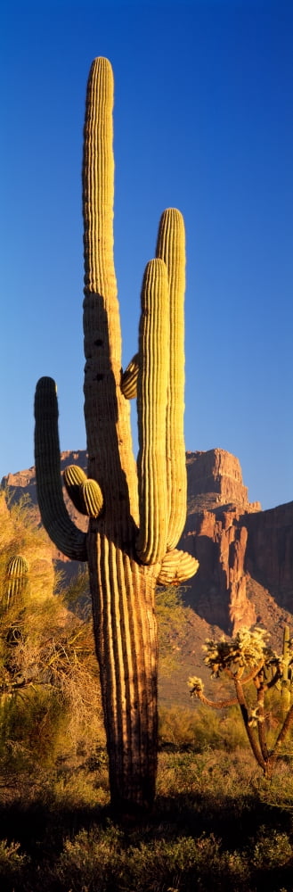 Saguaro Cactus Superstition Mountains Tonto National Forest AZ Canvas Art - Panoramic Images (36 x 12)