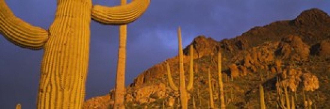 Saguaro Cactus Tucson Arizona USA Canvas Art - Panoramic Images (18 x 6)
