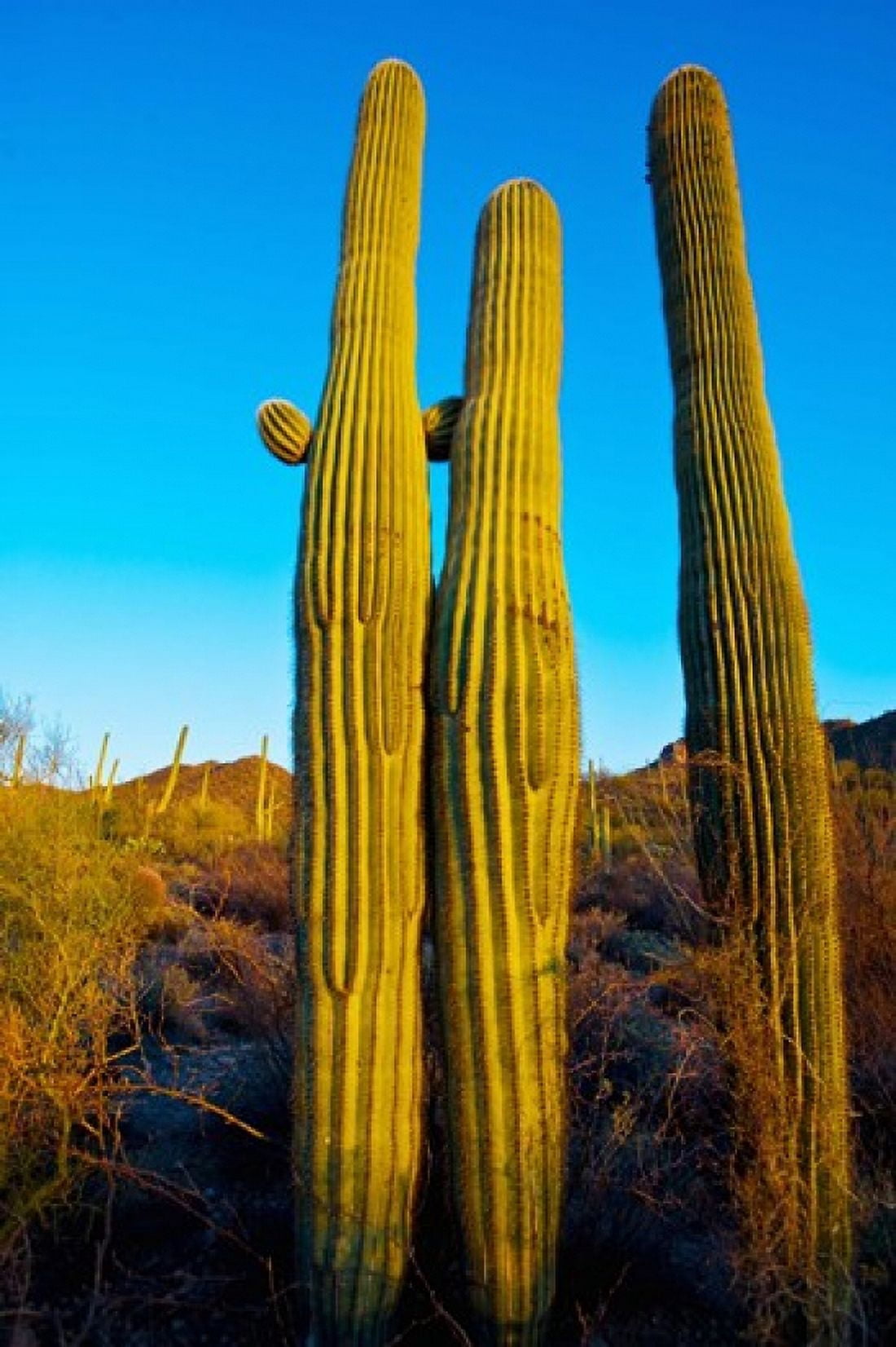 Saguaro Cactus (carnegiea gigantea) in a desert Tucson Pima County Arizona USA Canvas Art - Panoramic Images (24 x 36)