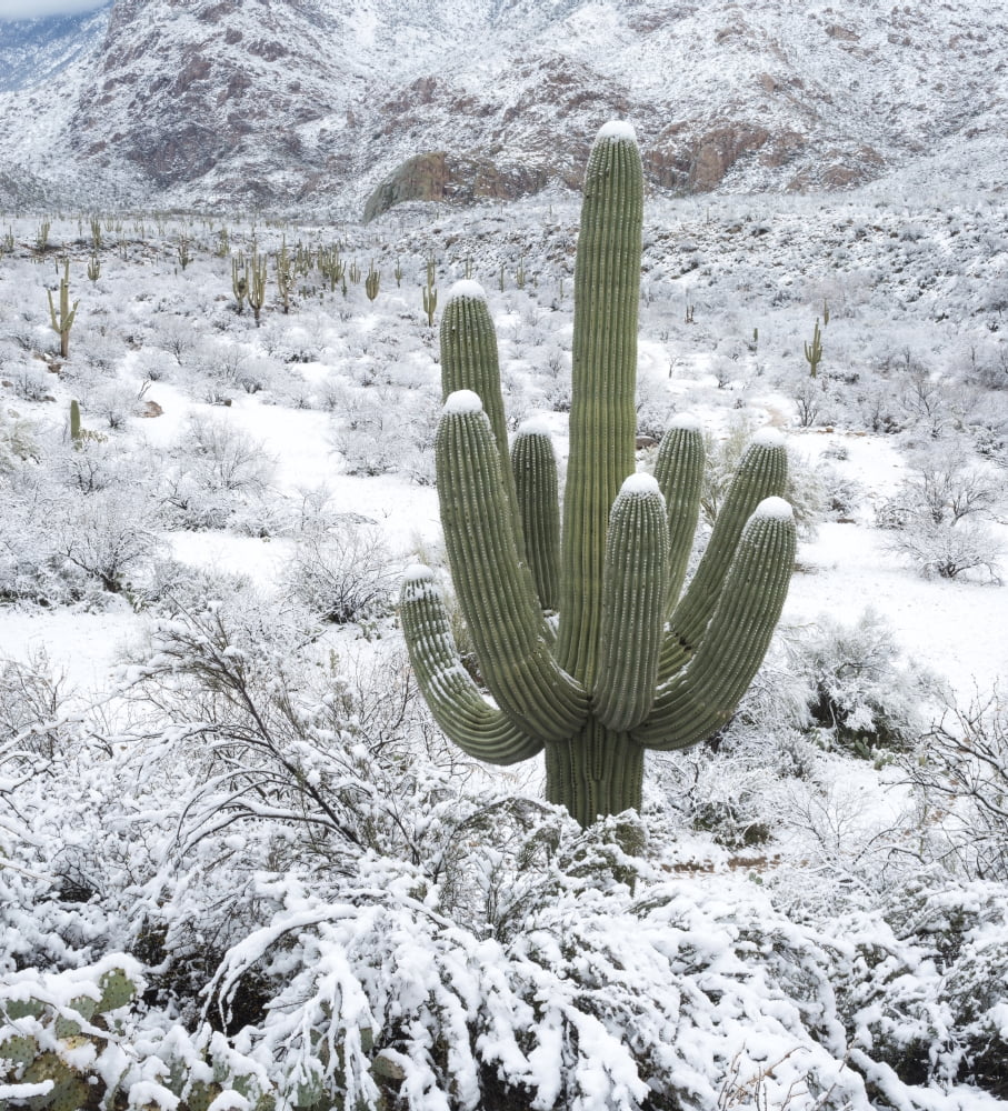 Saguaro Cactus in a desert after snowstorm Tucson Arizona USA Canvas Art - Panoramic Images (24 x 24)