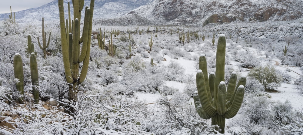 Saguaro Cactus in a desert after snowstorm Tucson Arizona USA Canvas Art - Panoramic Images (27 x 9)