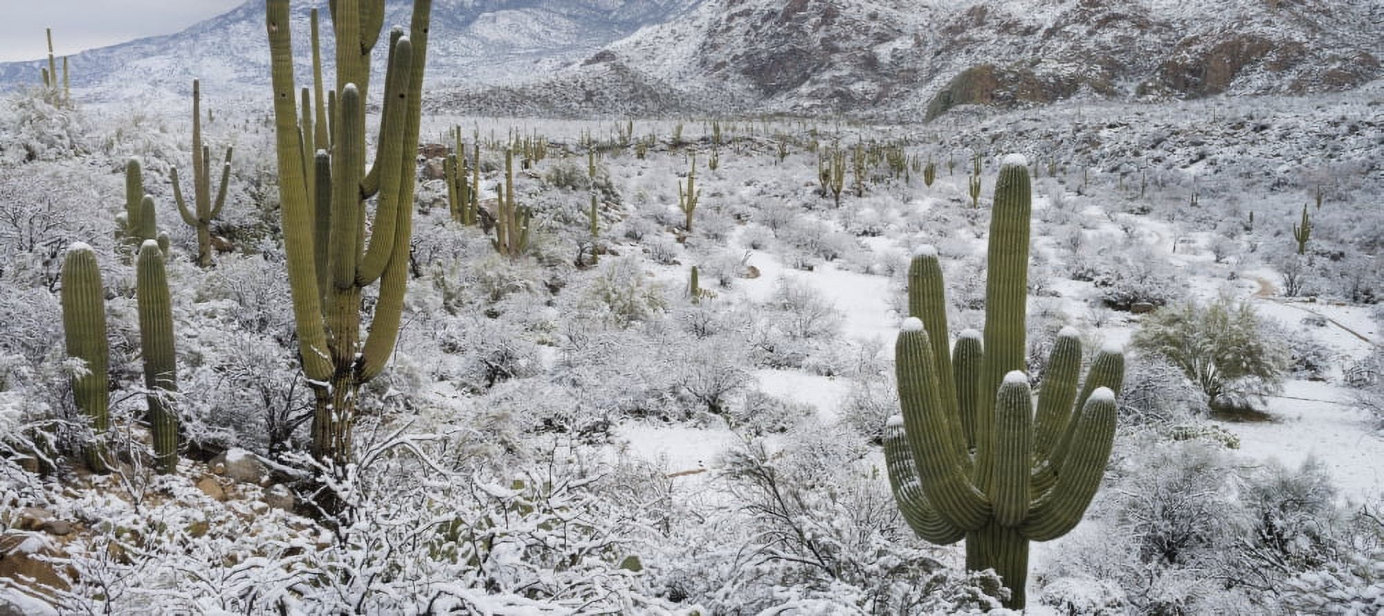 Saguaro Cactus in a desert after snowstorm Tucson Arizona USA Canvas Art - Panoramic Images (36 x 12)