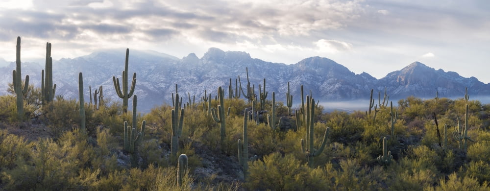 Saguaro Cactus with mountain range in the background Santa Catalina Mountains Honey Bee Canyon Park Tucson Arizona USA Canvas Art - Panoramic Images (27 x 9)
