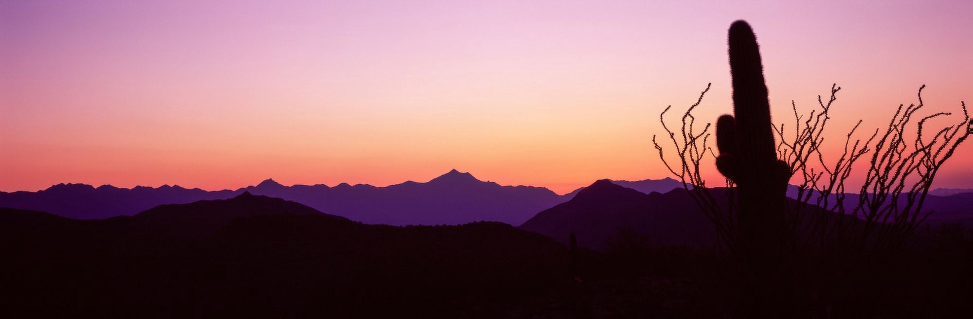 Saguaro Cactus with mountain range in the background Phoenix Maricopa County Arizona USA Canvas Art - Panoramic Images (27 x 9)