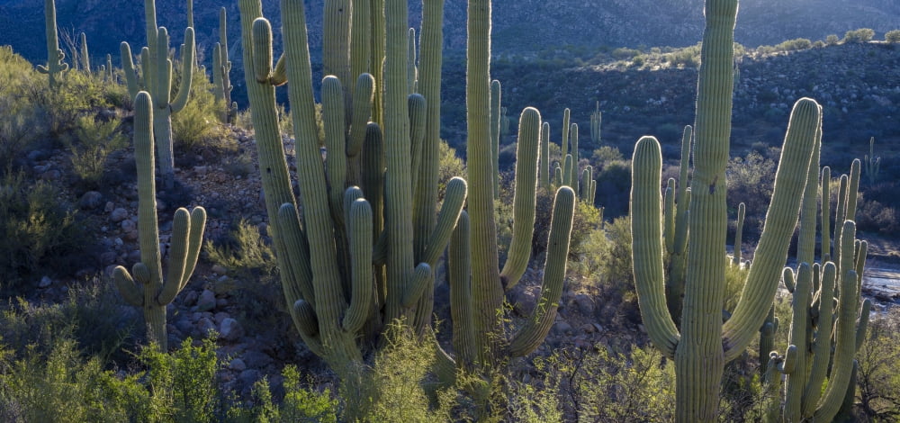 Saguaro (Carnegiea gigantea) cacti forest Catalina State Park Arizona USA Canvas Art - Panoramic Images (27 x 9)