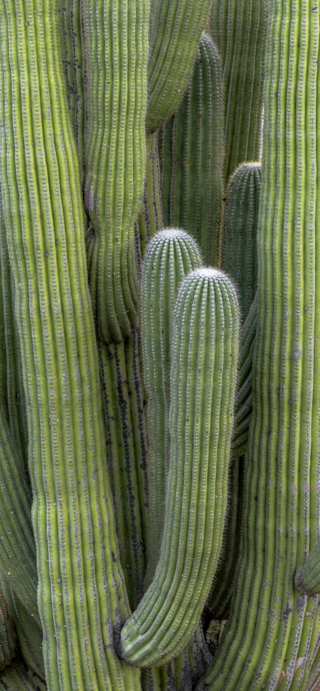 Saguaro (Carnegiea gigantea) cactus Arizona USA Canvas Art - Panoramic Images (12 x 36)