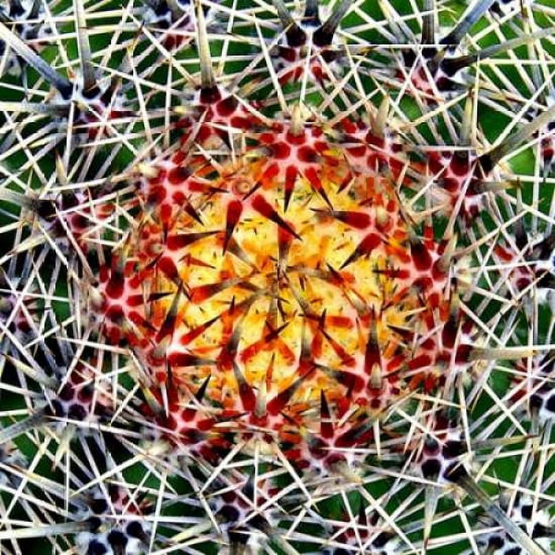 Saguaro Mandala II Canvas Art - Douglas Taylor (24 x 24)