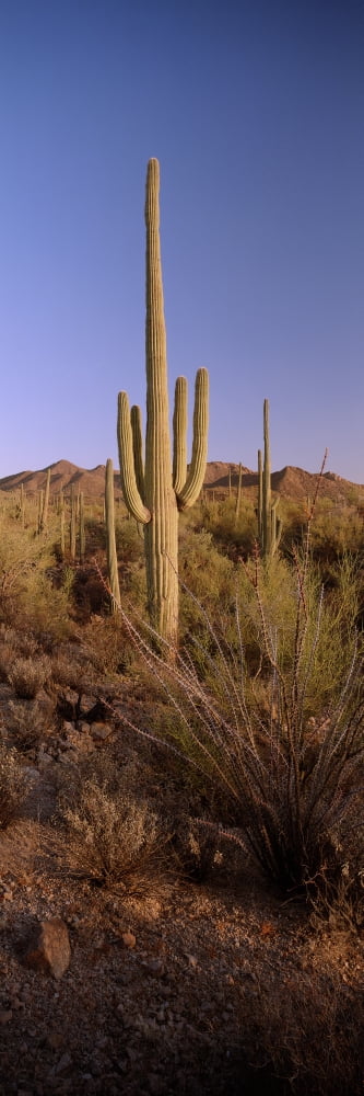 Saguaro National Park Arizona Canvas Art - Ron Watts Design Pics (12 x 36)