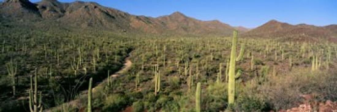 Saguaro National Park Arizona USA Canvas Art - Panoramic Images (18 x 6)