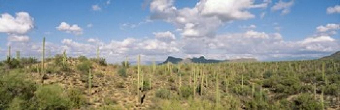 Saguaro National Park Tucson AZ USA Canvas Art - Panoramic Images (18 x 6)