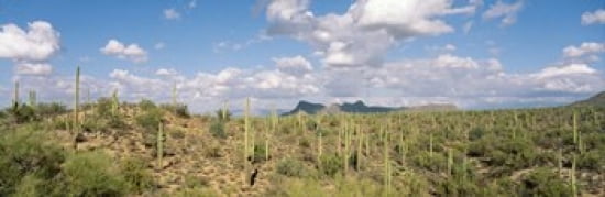 Saguaro National Park Tucson AZ USA Canvas Art - Panoramic Images (36 x 12)