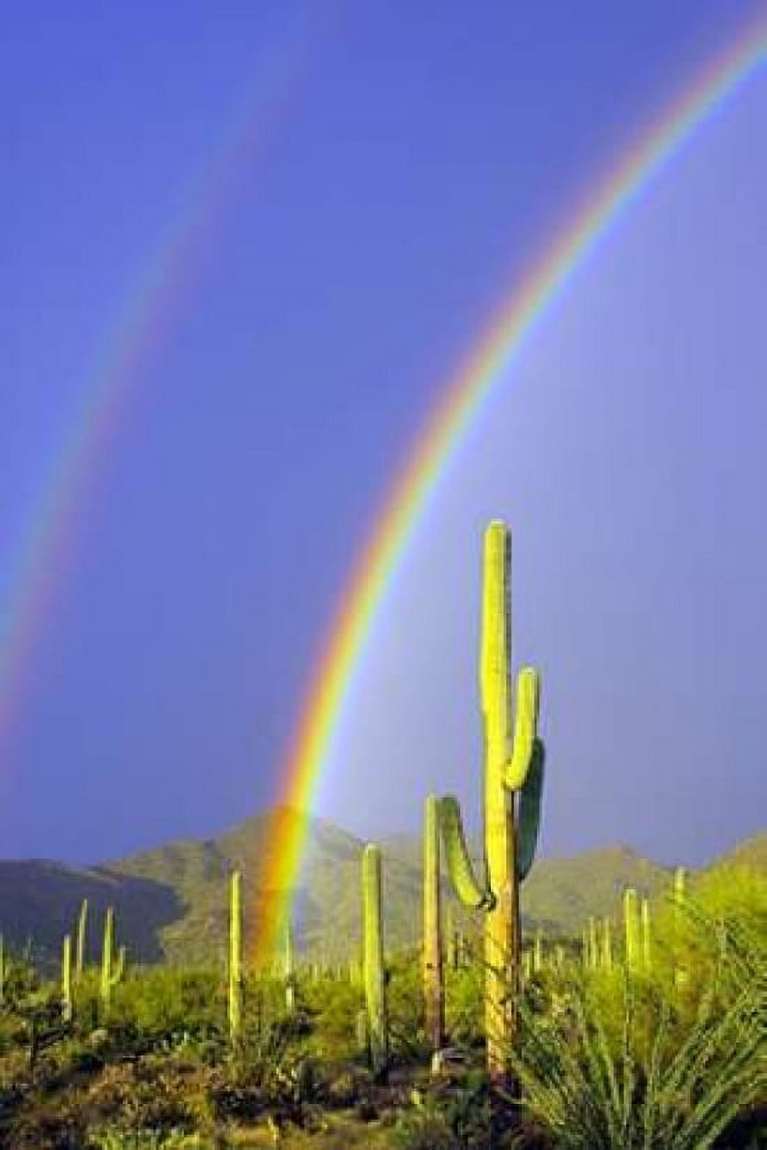 Saguaro Rainbow I Canvas Art - Douglas Taylor (12 x 18)