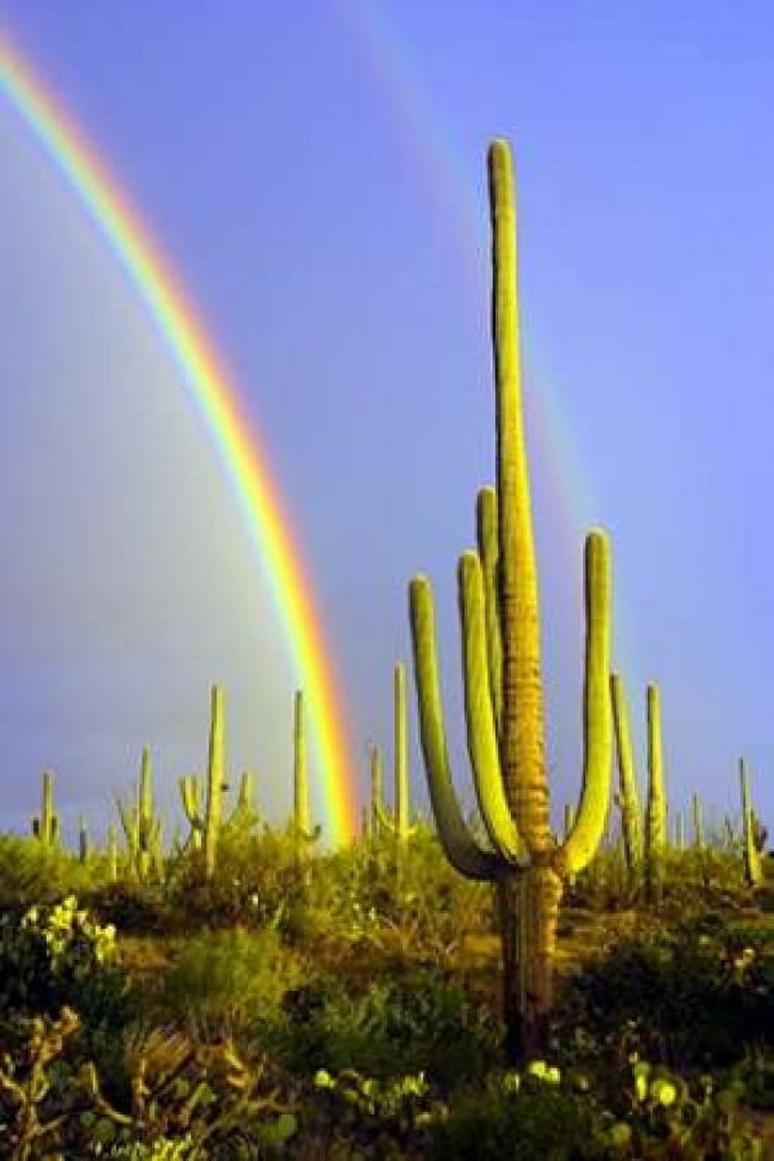 Saguaro Rainbow II Canvas Art - Douglas Taylor (24 x 36)