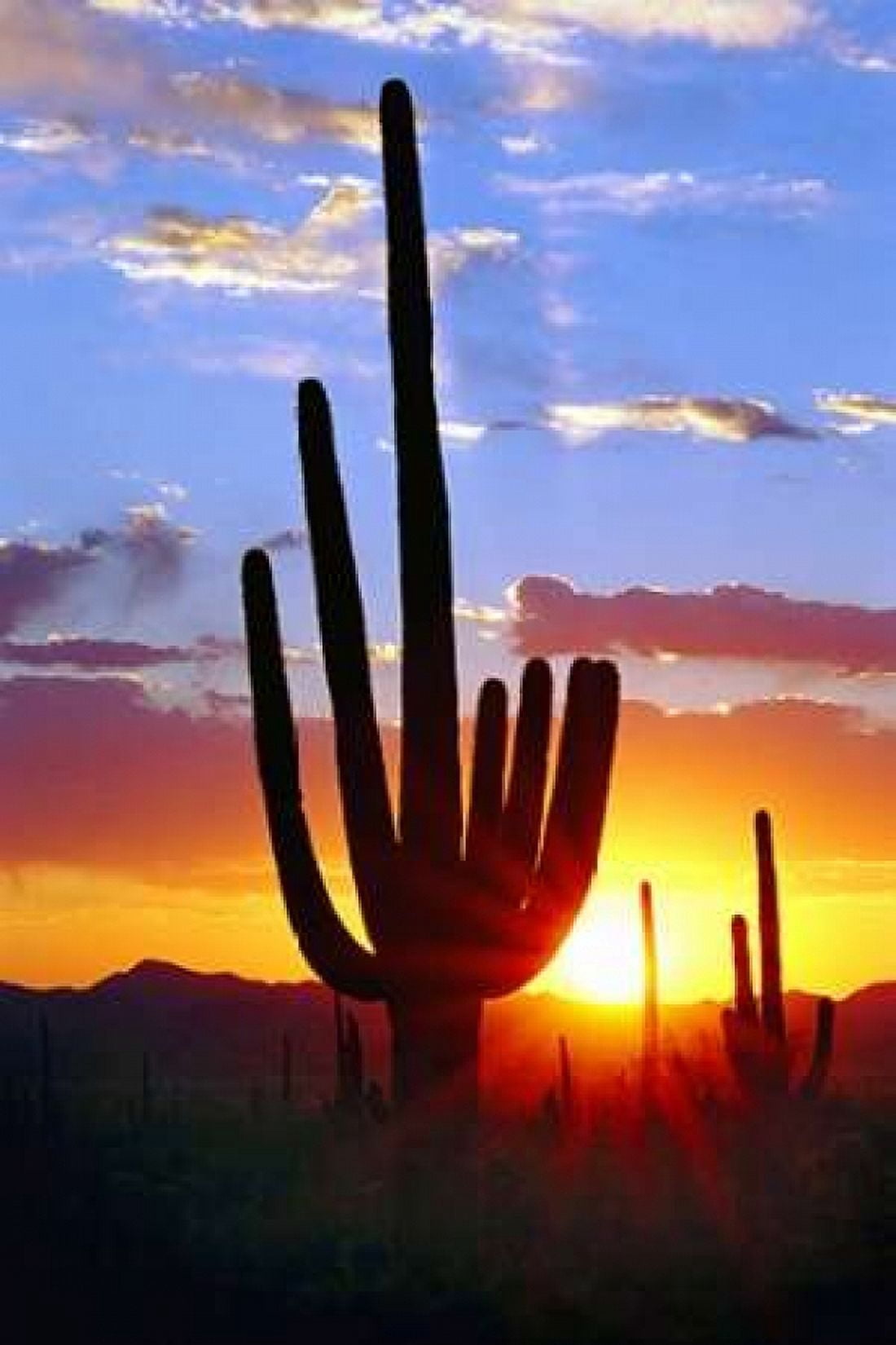 Saguaro Sunset Canvas Art - Douglas Taylor (12 x 18)
