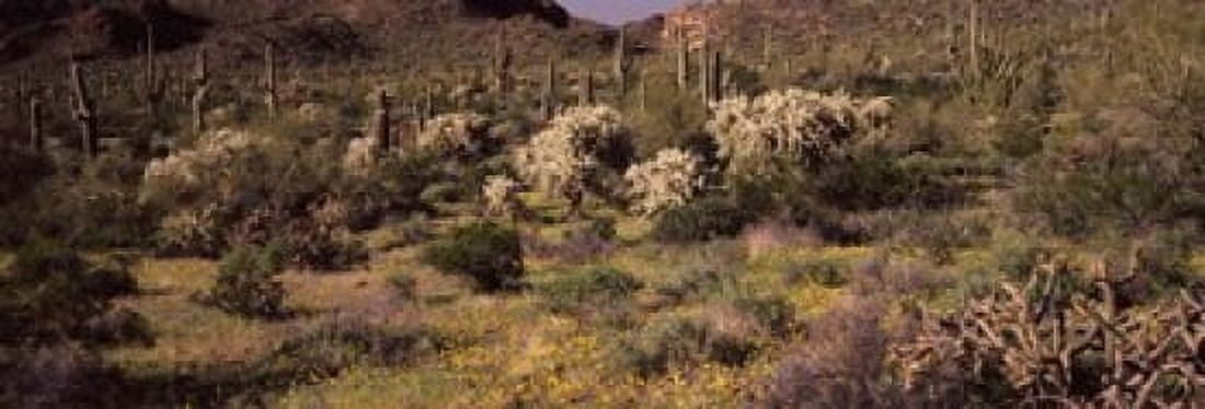 Saguaro cacti (Carnegiea gigantea) on a landscape Organ Pipe Cactus National Monument Arizona USA Canvas Art - Panoramic Images (18 x 7)