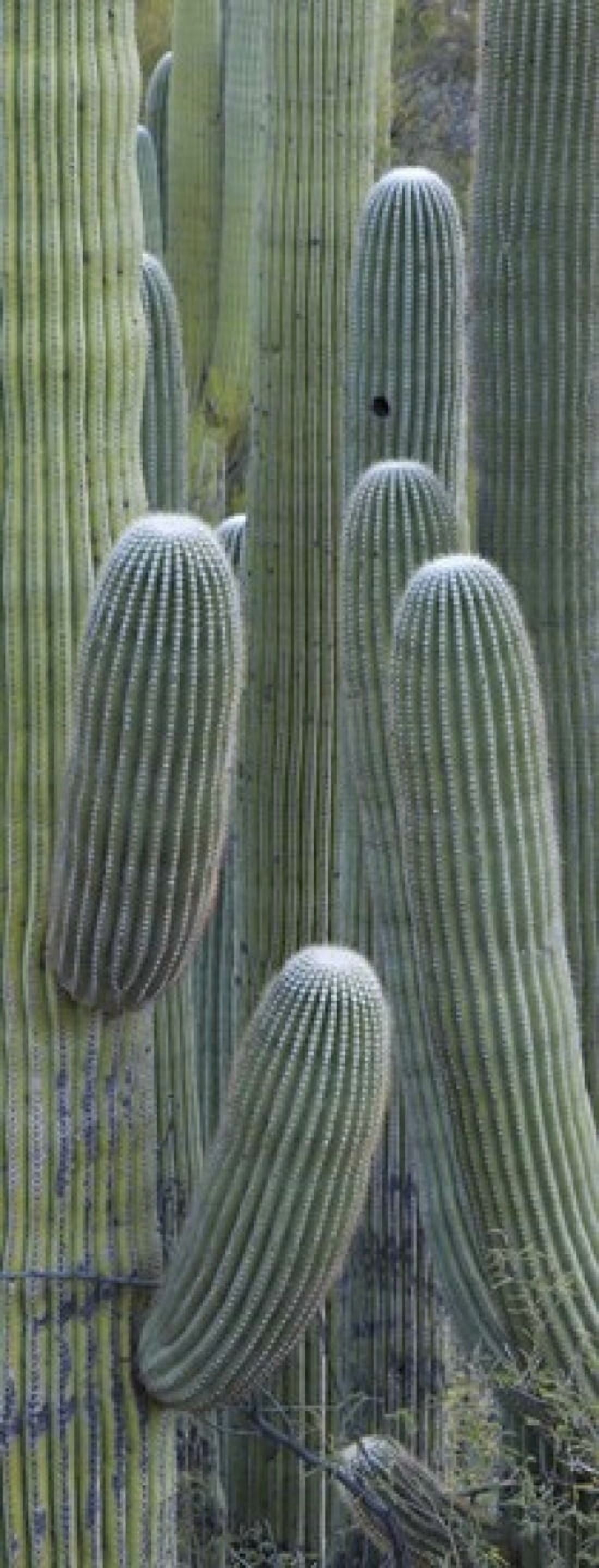 Saguaro cacti Oro Valley Arizona USA Canvas Art - Panoramic Images (15 x 6)