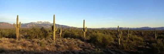 Saguaro cacti in a desert Four Peaks Phoenix Maricopa County Arizona USA Canvas Art - Panoramic Images (36 x 12)