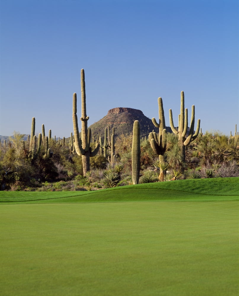 Saguaro cacti in a golf course Troon North Golf Club Scottsdale Maricopa County Arizona USA Canvas Art - Panoramic Images (28 x 22)