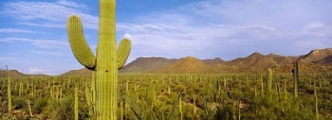 Saguaro cactus (Carnegiea gigantea) in a desert Saguaro National Park Arizona USA Canvas Art - Panoramic Images (18 x 7)
