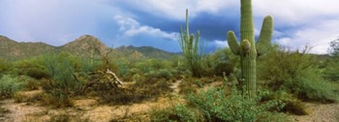 Saguaro cactus (Carnegiea gigantea) in a desert Saguaro National Park Arizona USA Canvas Art - Panoramic Images (18 x 7)