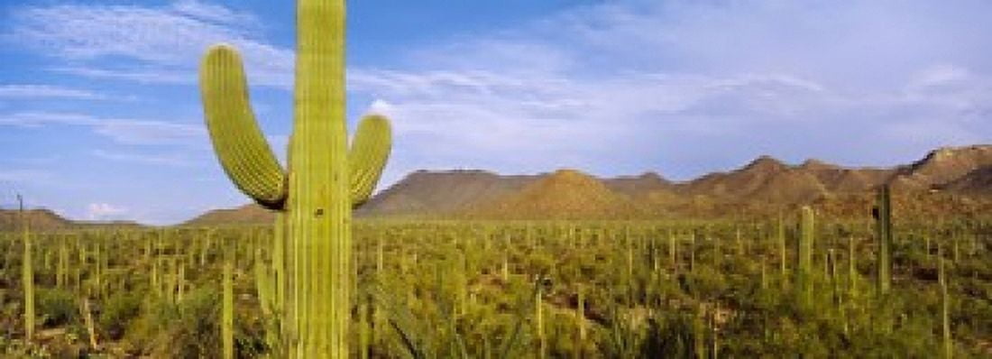 Saguaro cactus (Carnegiea gigantea) in a desert Saguaro National Park Arizona USA Canvas Art - Panoramic Images (36 x 13)