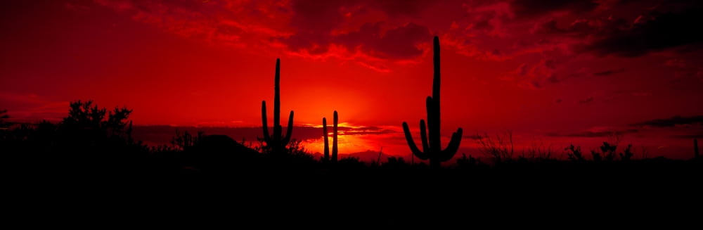 Saguaro cactus (Carnegiea gigantea) in a desert at dusk Arizona USA Canvas Art - Panoramic Images (27 x 9)