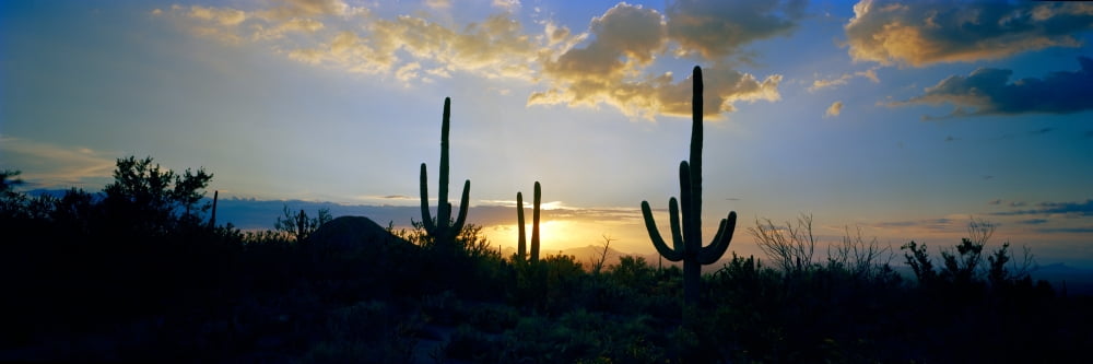 Saguaro cactus (Carnegiea gigantea) in a desert at dusk Arizona USA Canvas Art - Panoramic Images (27 x 9)