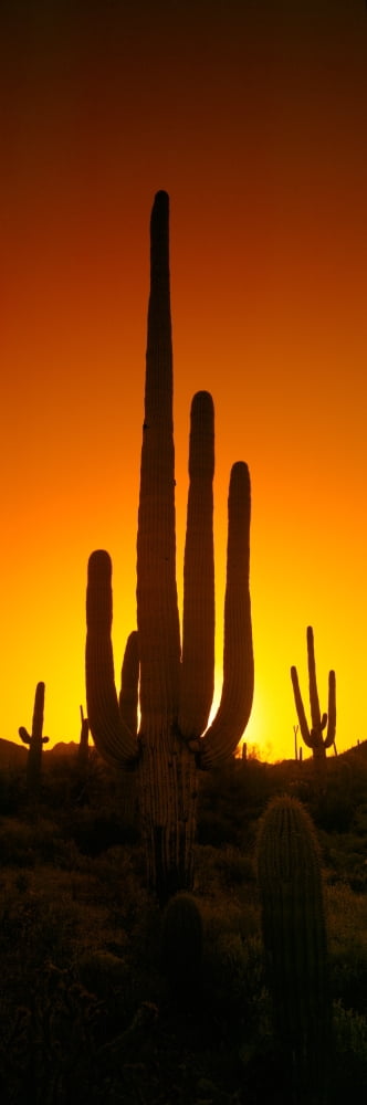 Saguaro cactus (Carnegiea gigantea) in a desert at dusk Arizona USA Canvas Art - Panoramic Images (27 x 9)