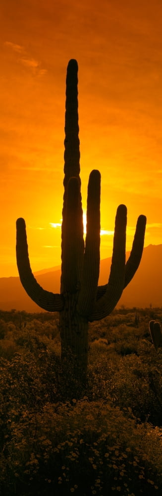 Saguaro cactus (Carnegiea gigantea) in a desert at sunrise Arizona USA Canvas Art - Panoramic Images (27 x 9)
