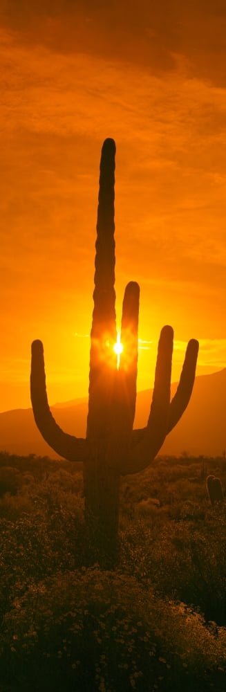Saguaro cactus (Carnegiea gigantea) in a desert at sunrise Arizona USA Canvas Art - Panoramic Images (27 x 9)