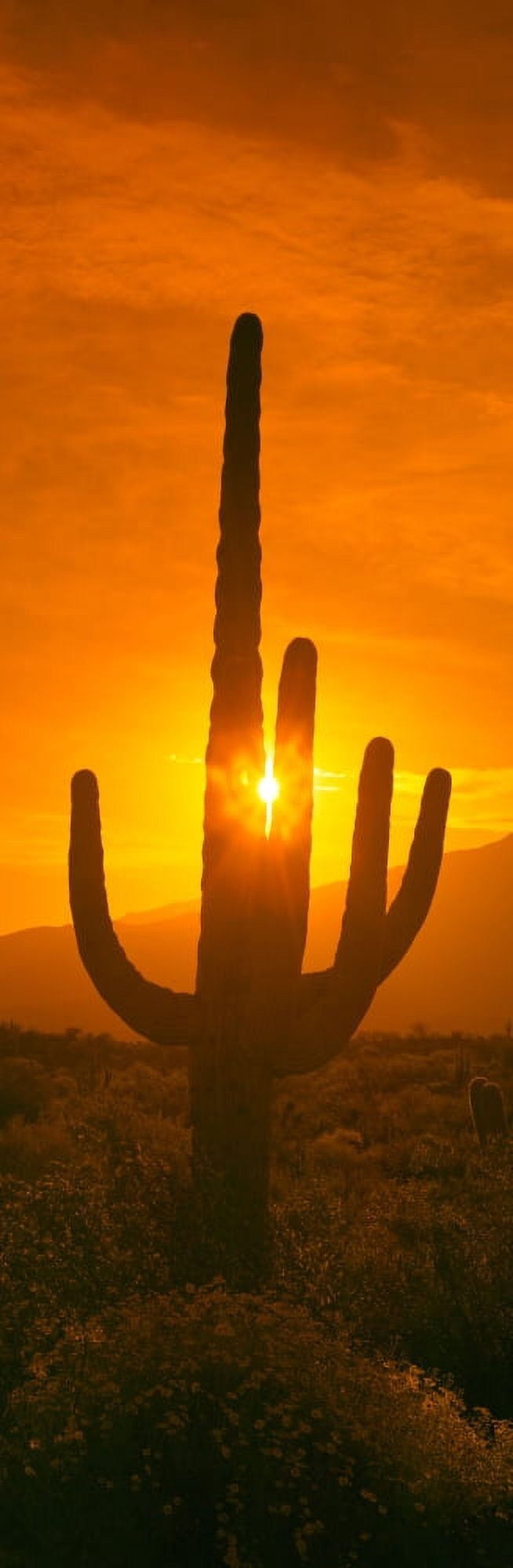 Saguaro cactus (Carnegiea gigantea) in a desert at sunrise Arizona USA Canvas Art - Panoramic Images (36 x 12)